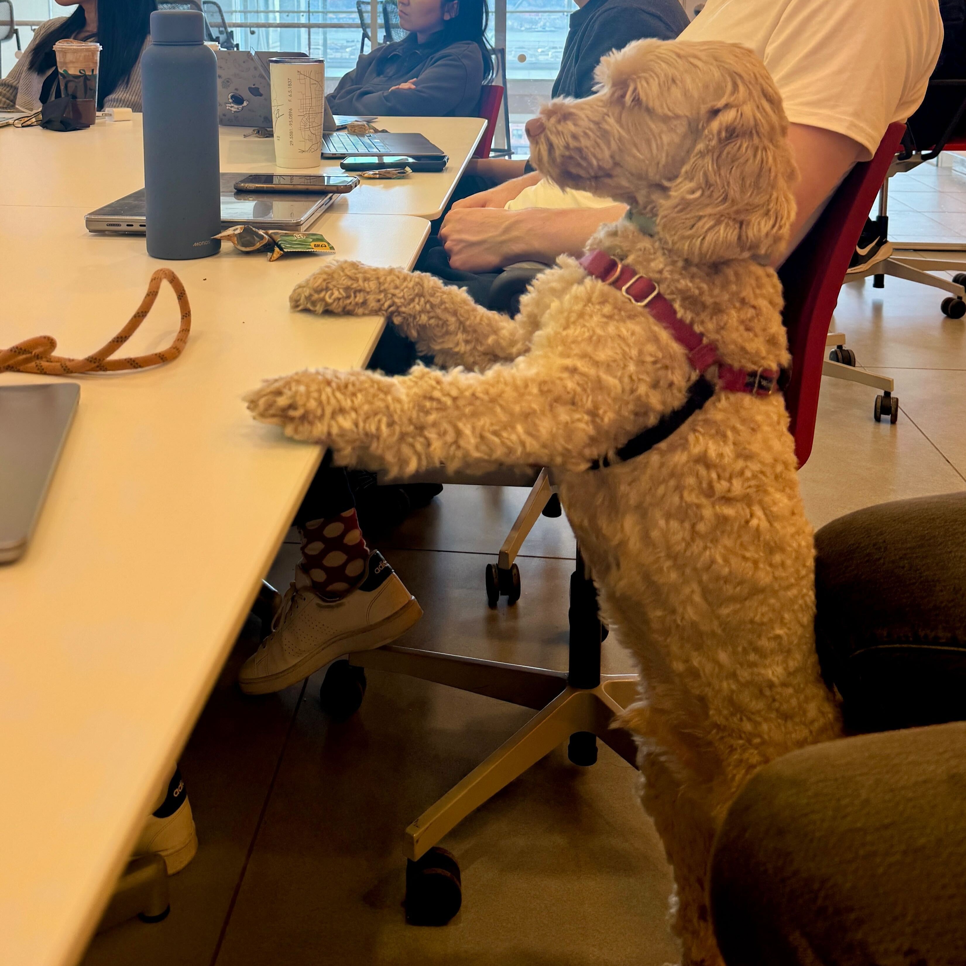 Paw-formance review in progress.